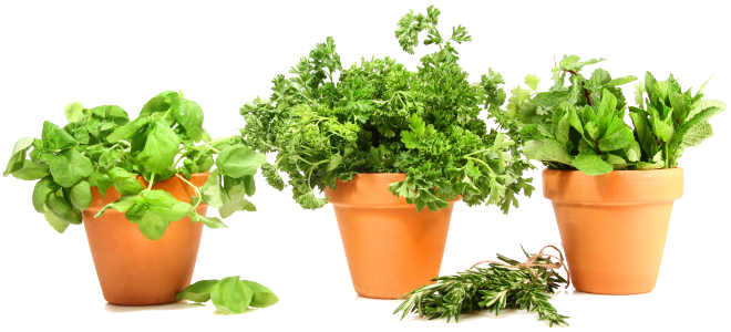 Basil Herbs Pot Leaf Download HQ PNG Image
