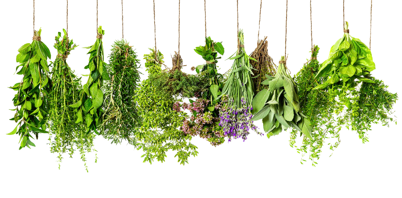 Herbs PNG Download Free PNG Image