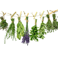 Herbs HQ Image Free PNG Image