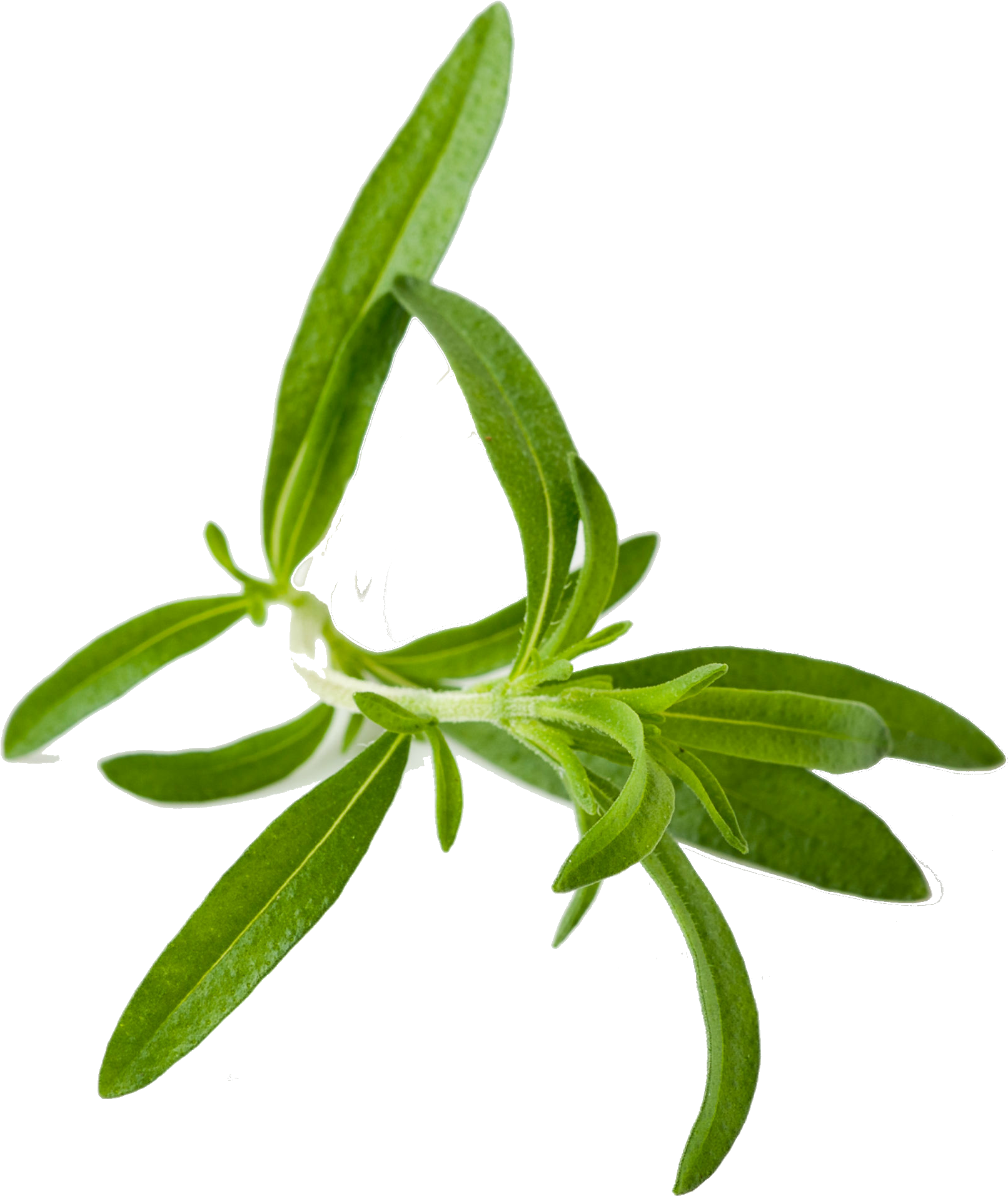Herbs Leaf Photos Free Transparent Image HD PNG Image