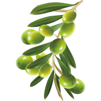 Herbs Leaf Free Clipart HQ PNG Image