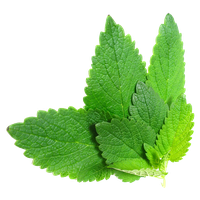 Herbs Picture Transparent HQ PNG Download | FreePNGImg