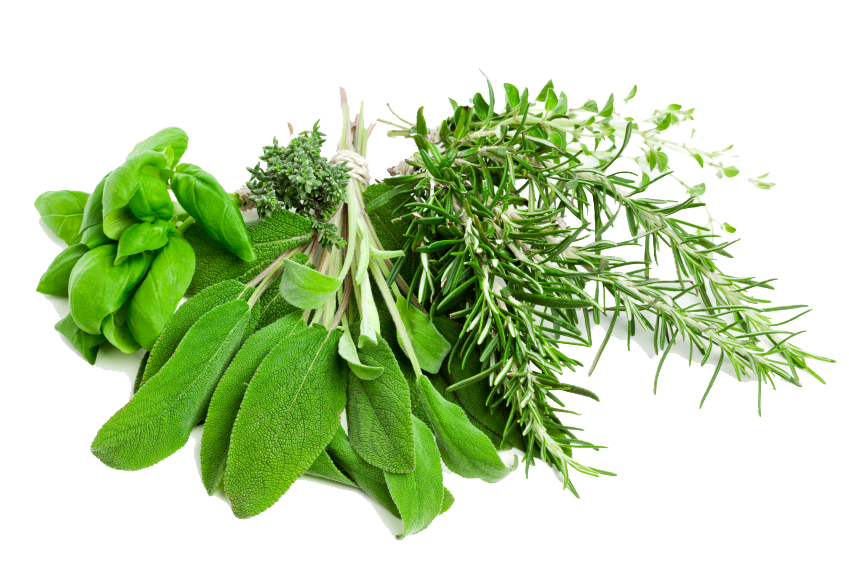 Herbs Transparent PNG Image