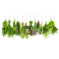 Herbs Hd PNG Image