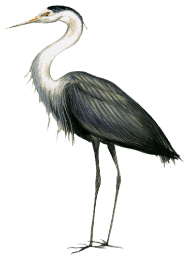 Heron Transparent PNG Image