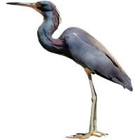 Heron PNG