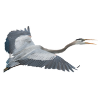 Heron PNG