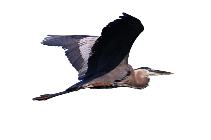 Heron Transparent PNG Image