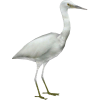 Heron PNG