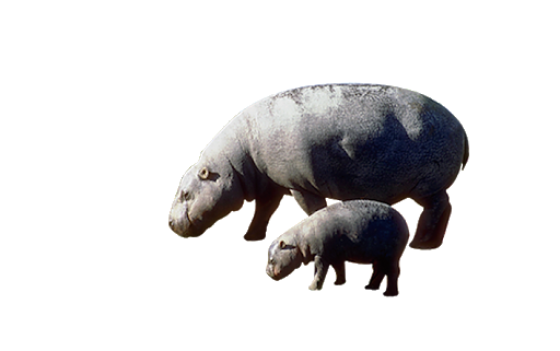 Hippo Grey PNG Free Photo PNG Image