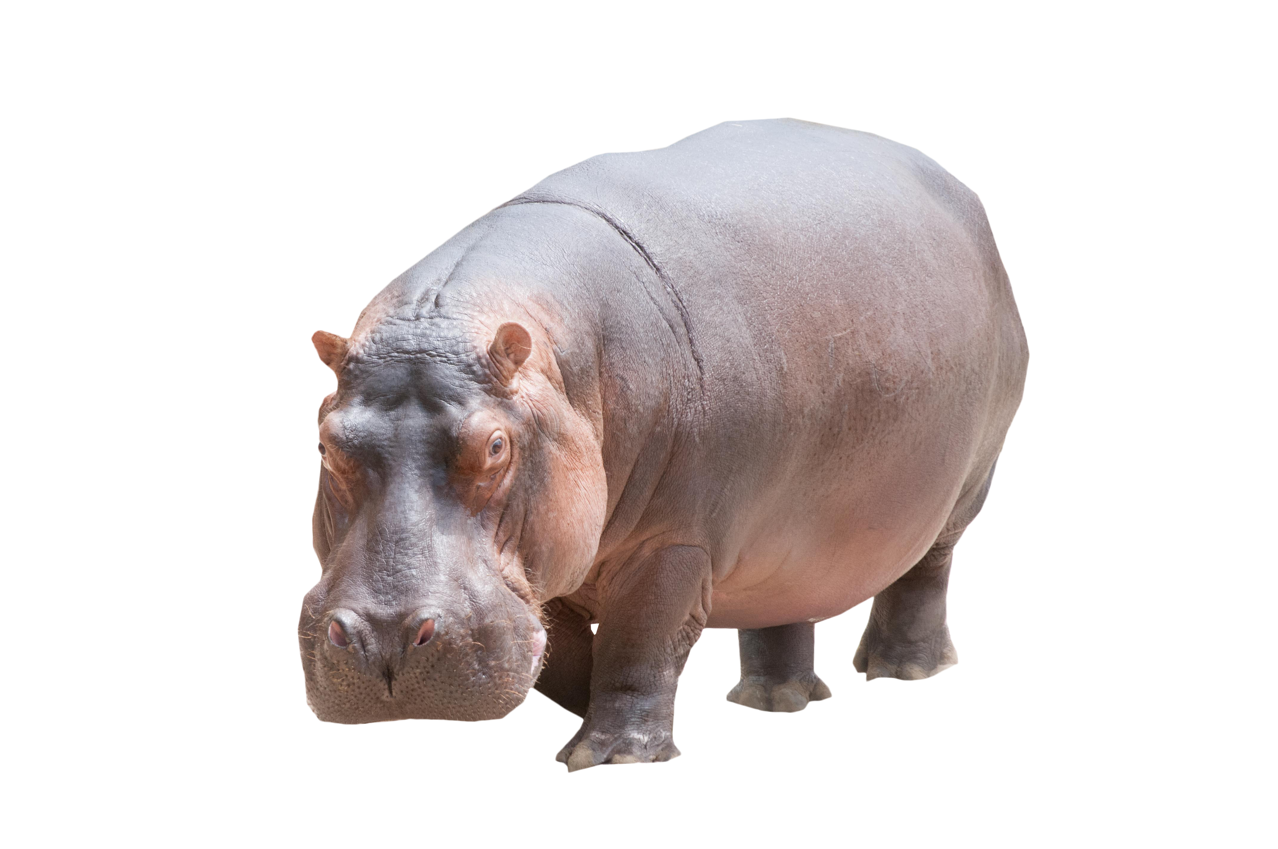 Hippo Grey Free Download PNG HD PNG Image