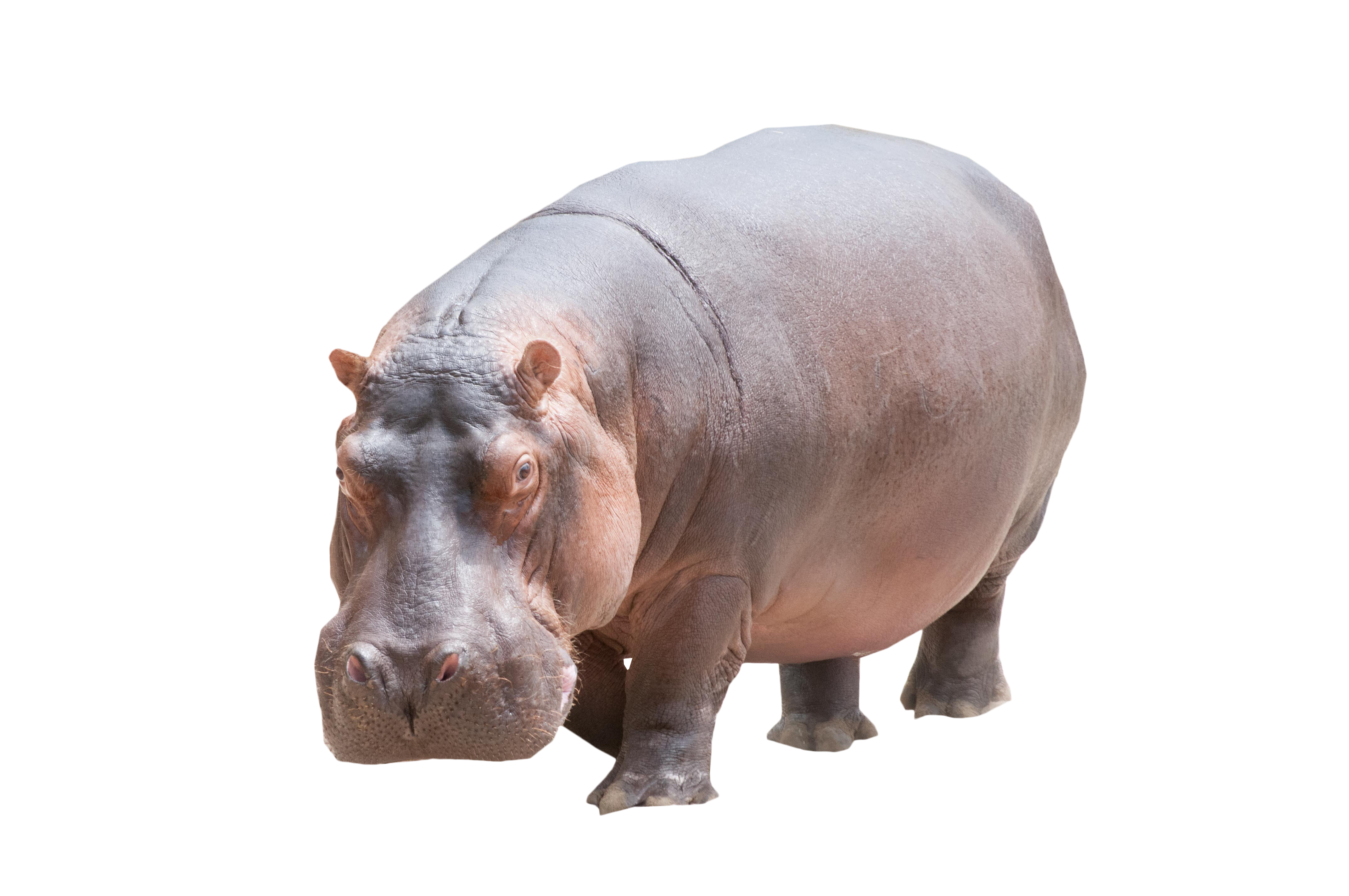 Hippo Grey Free Download PNG HD Transparent PNG Image