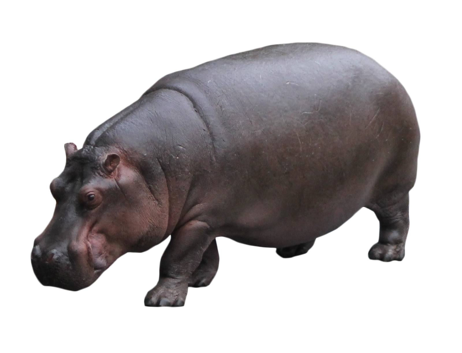Hippo Photos Free HD Image PNG Image