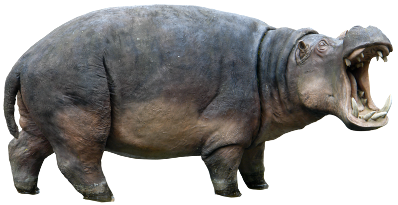 Hippo PNG Download Free PNG Image