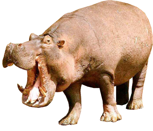 Wild Hippo Download HD PNG Image