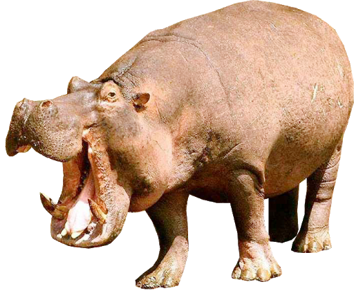 Wild Hippo Download HD Transparent PNG Image