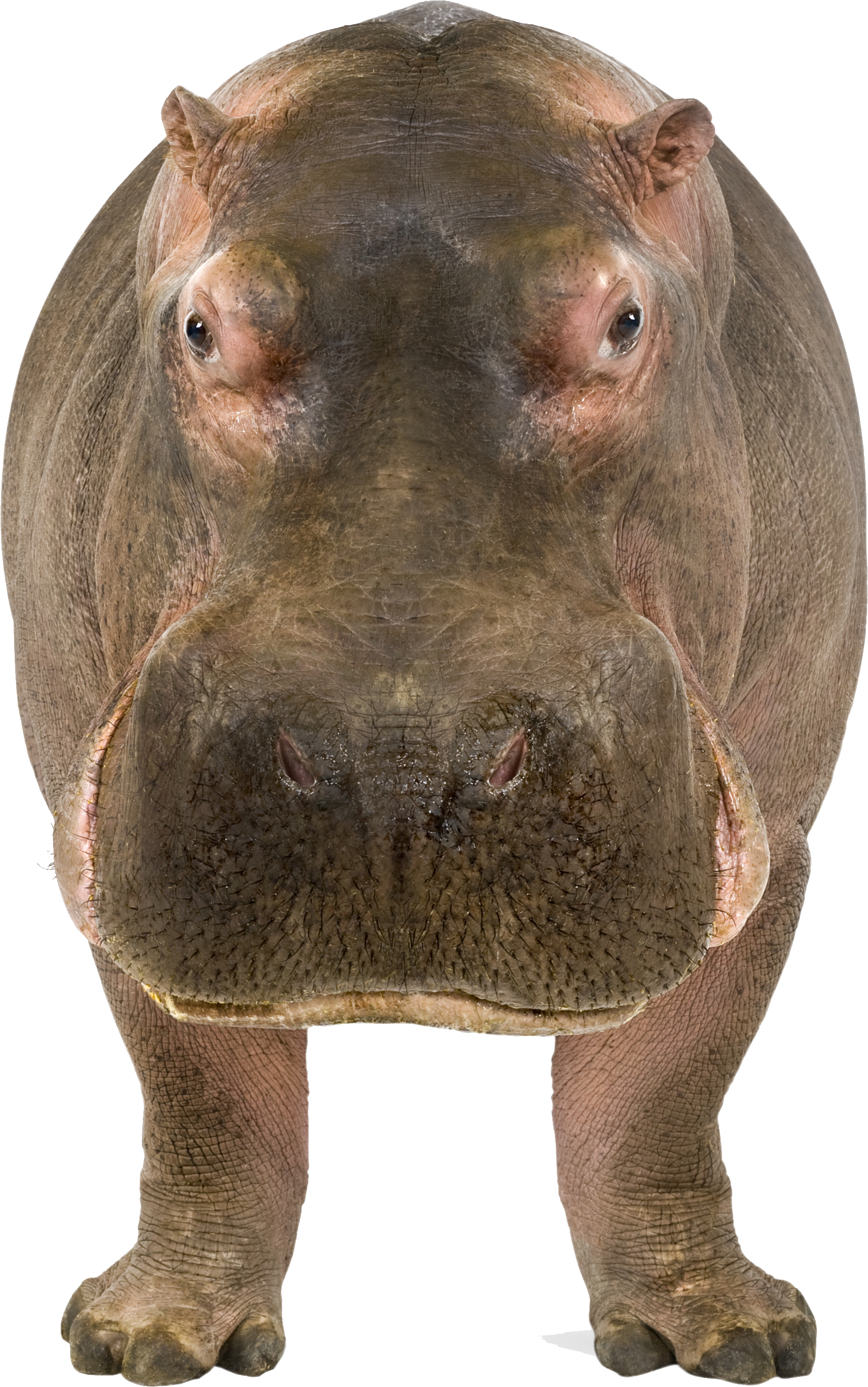 Wild Hippo Download Free Image PNG Image