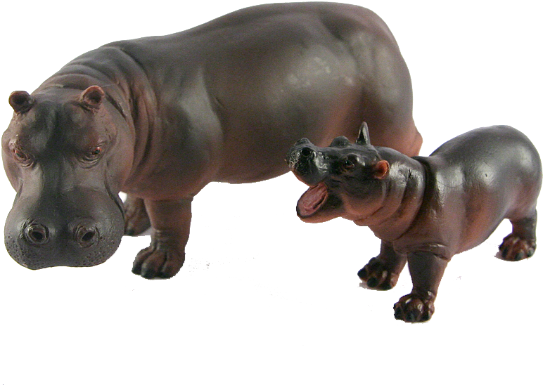 Wild Hippo Photos HQ Image Free PNG Image