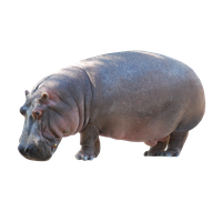 Wild Hippo Pic Download Free Image PNG