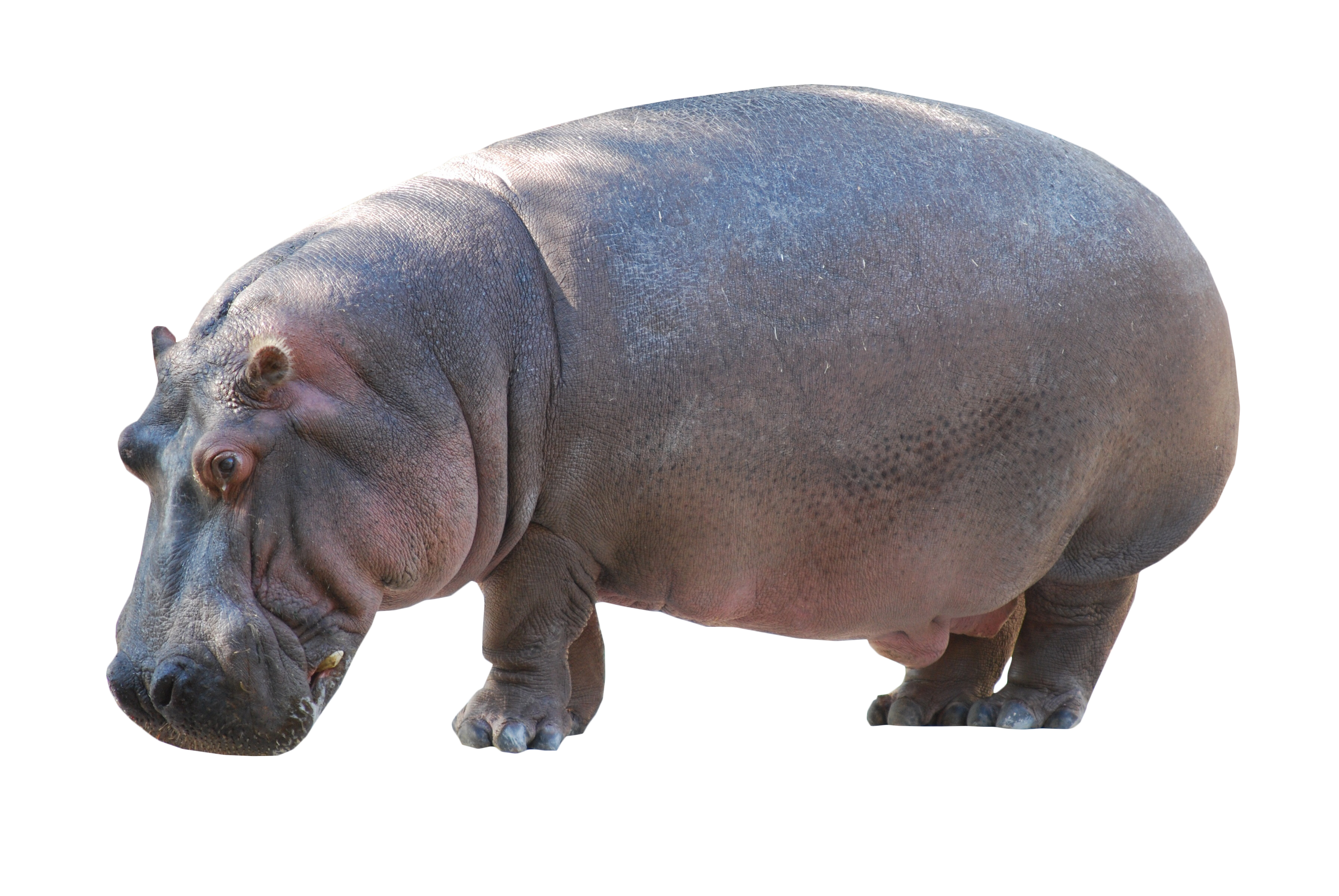Wild Hippo Pic Download Free Image PNG Image