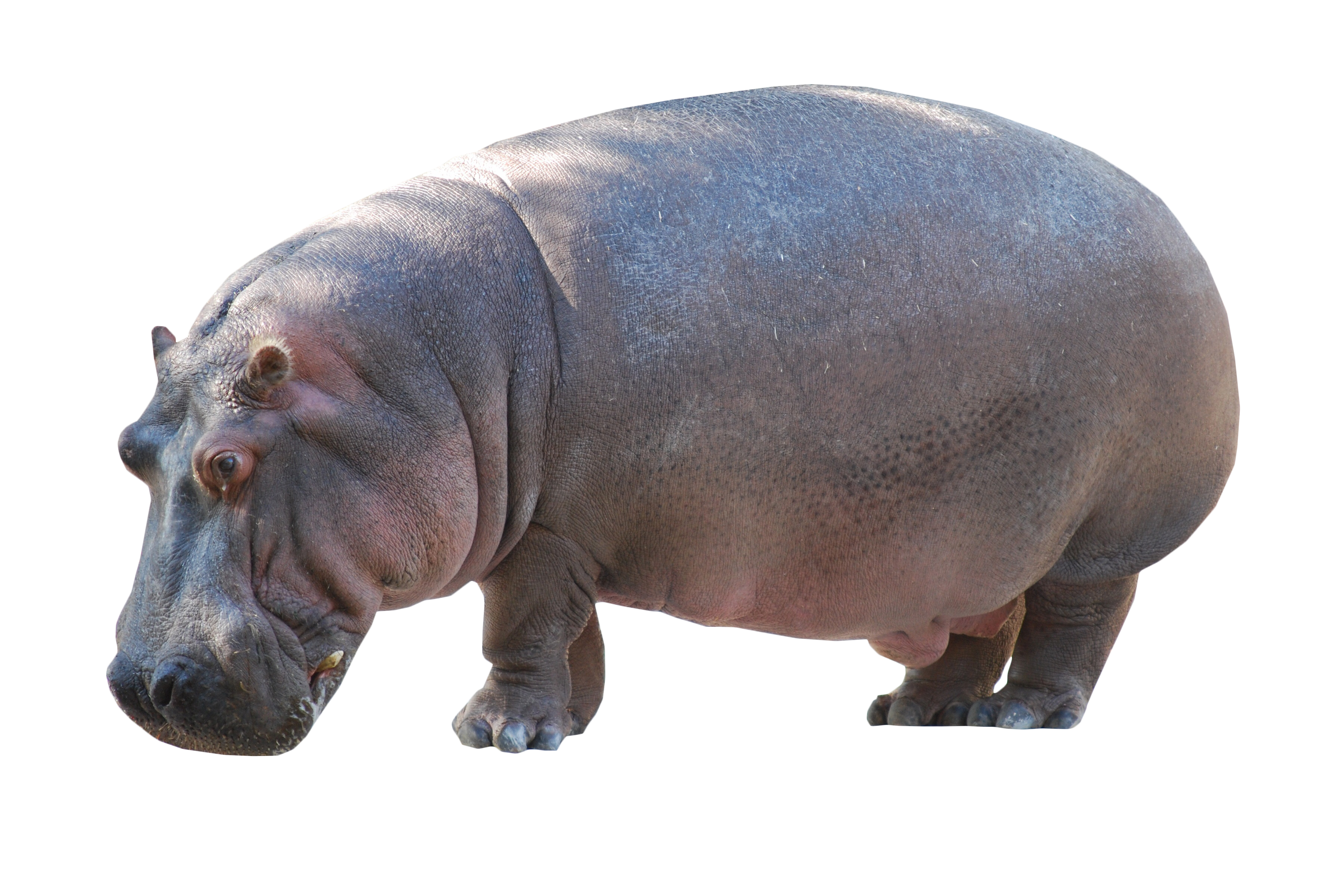 Wild Hippo Pic Download Free Image Transparent PNG Image