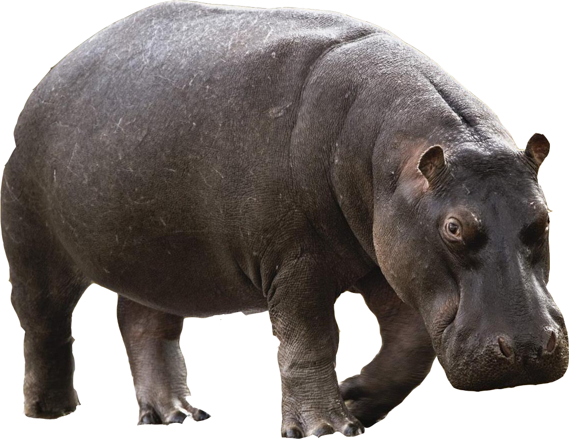 Wild Hippo Free Download PNG HD PNG Image