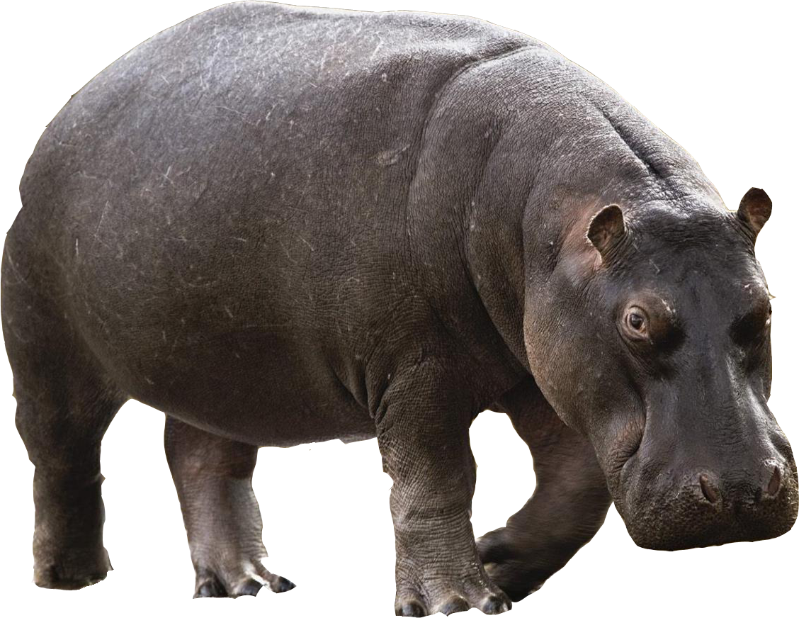 Wild Hippo Free Download PNG HD Transparent PNG Image