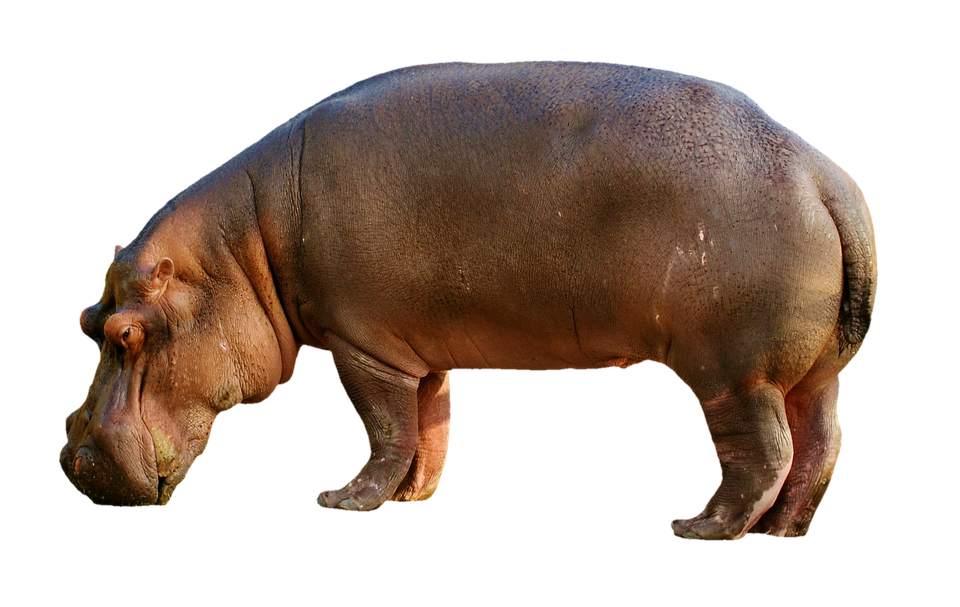 Wild Hippo Free Transparent Image HQ PNG Image