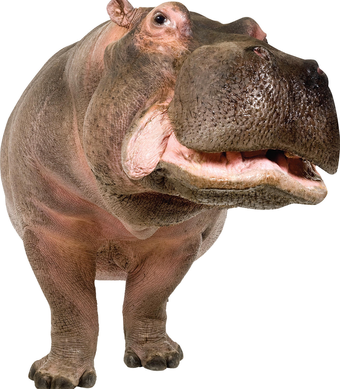 Wild Hippo PNG Download Free PNG Image