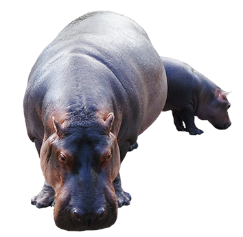 Hippopotamus Transparent PNG Image