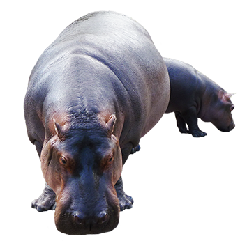 Hippopotamus Transparent Transparent PNG Image