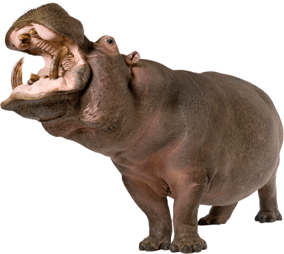 Hippopotamus Png PNG Image