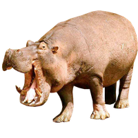 Hippopotamus Png File PNG