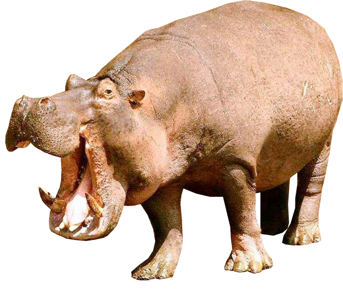 Hippopotamus Png File PNG Image