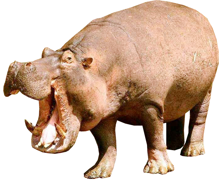 Hippopotamus Png File Transparent PNG Image