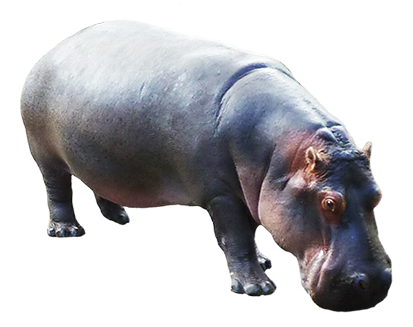 Hippopotamus Picture Transparent PNG Image