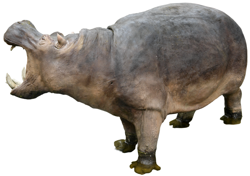 Hippopotamus Free Download Png PNG Image