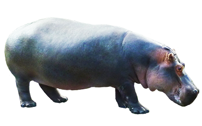 Hippopotamus Png Clipart PNG Image
