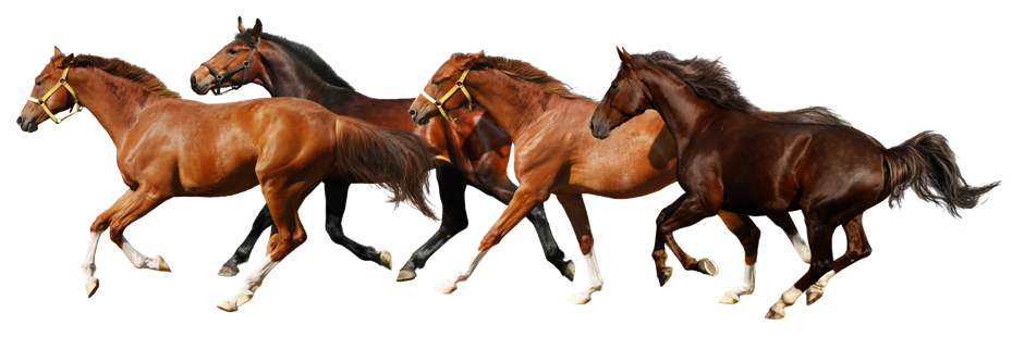 Horse Png 9 PNG Image