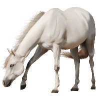 Download Cheval Free Png Photo Images And Clipart Freepngimg