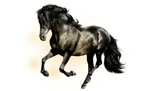 Horse Arabian Black PNG File HD PNG Image