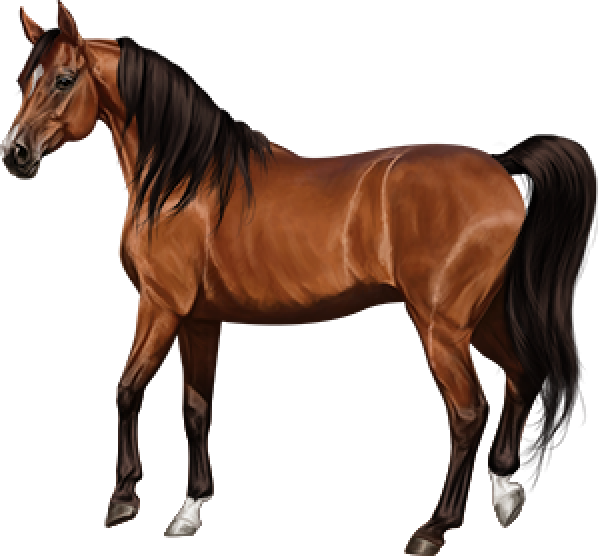 Brown Horse Arabian Download HQ PNG Image