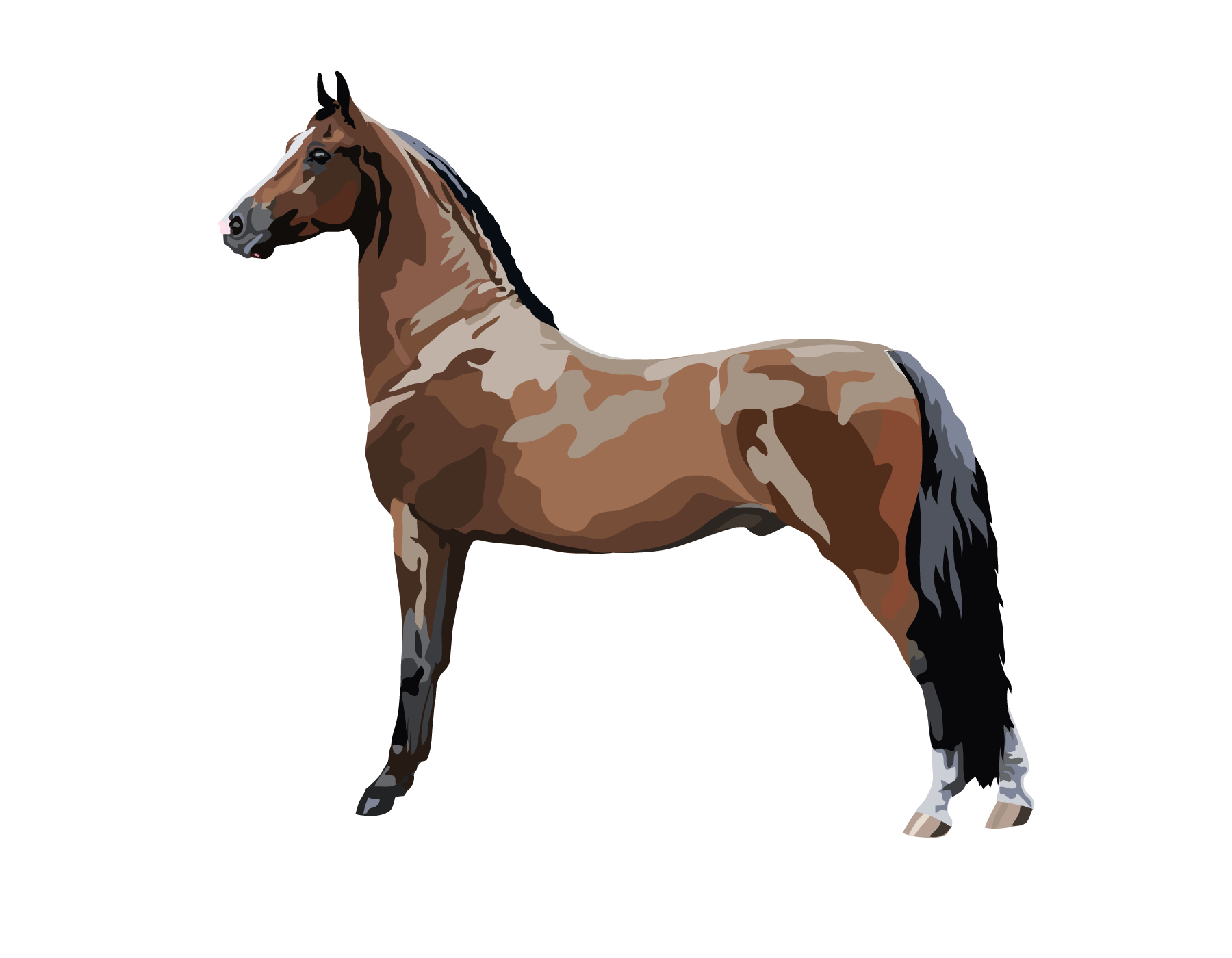 Farm Horse Morgan Free HD Image Transparent PNG Image