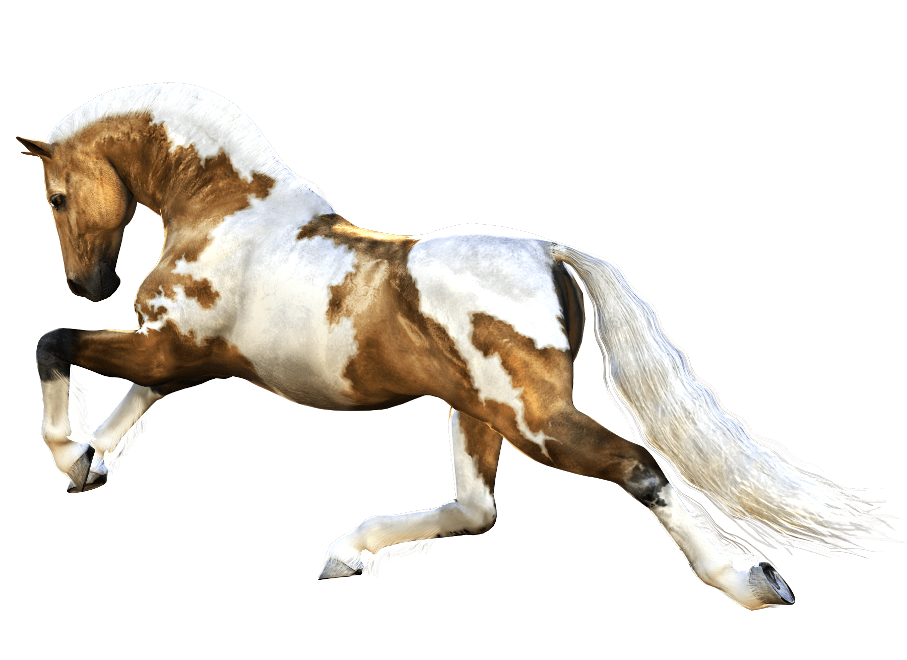 Horse PNGs for Free Download