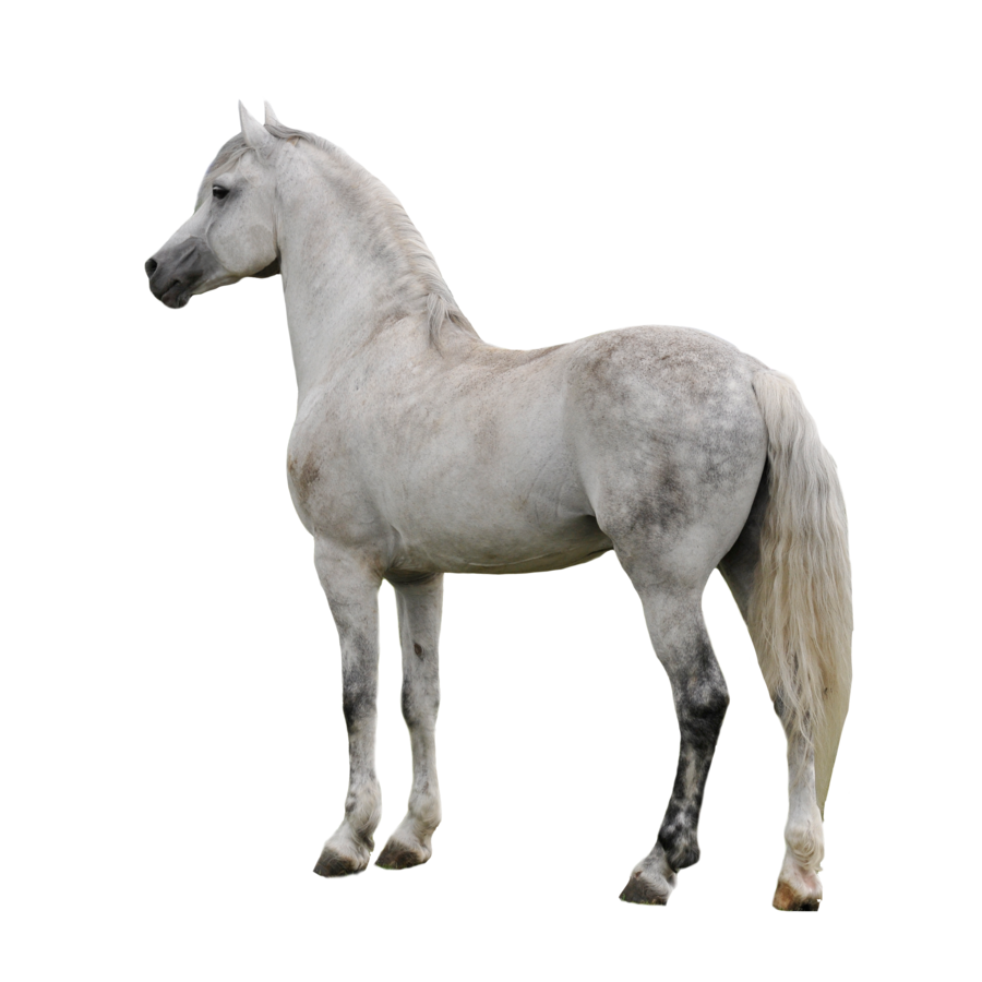 Horse Clipart PNG Image