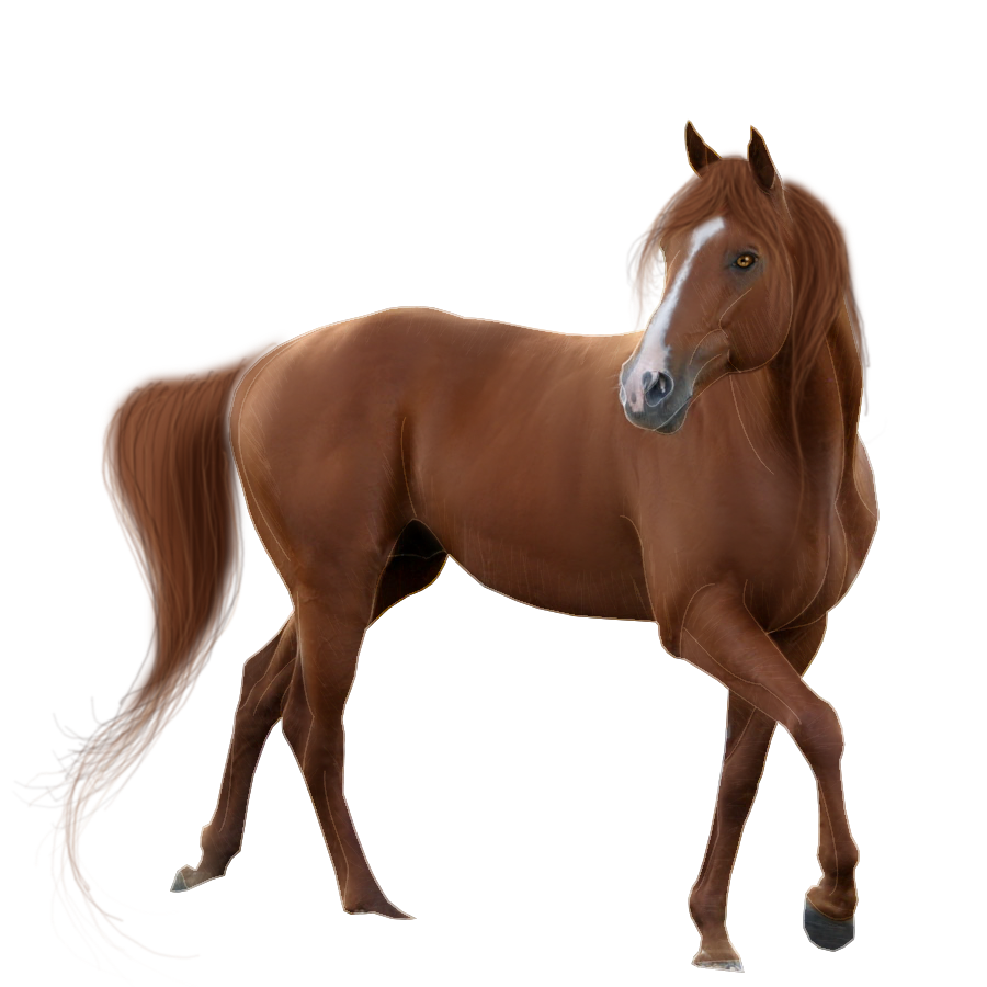 Horse Transparent Background PNG Image