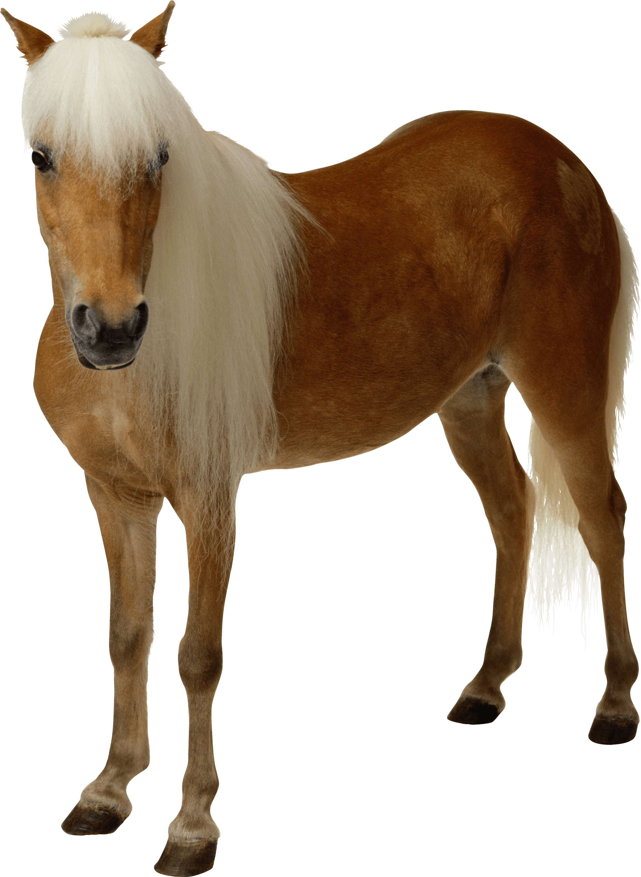 Horse PNG Image