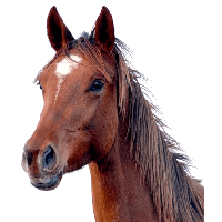 Download Horse Png Image Hq Png Image Freepngimg