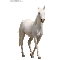 Download Horse Free PNG photo images and clipart | FreePNGimg