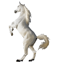 White Horse Png Image PNG
